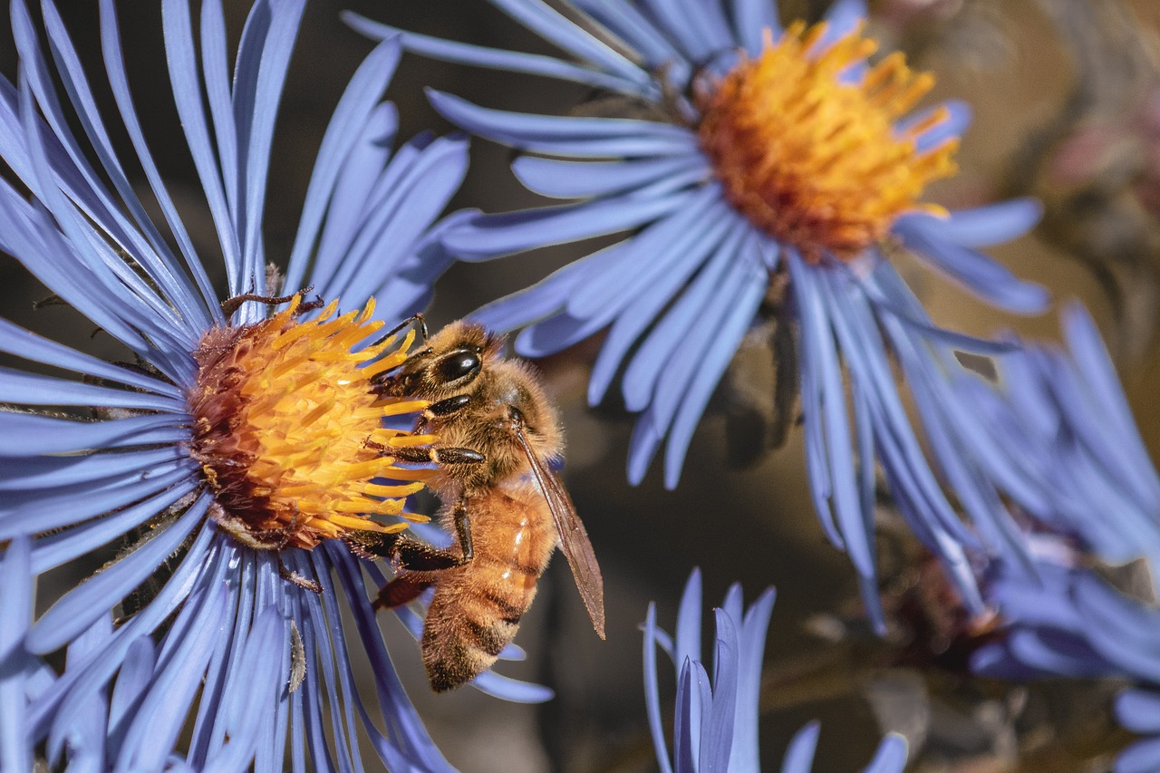 LES PLANTES PEUVENT-ELLES NOUS SAUVER?